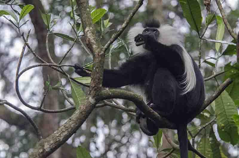 39 - Mono Colobo de Angola - parque nacional de Nyungwe - Ruanda